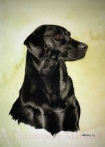 DLR3 - Labrador Retriever