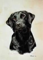 DLR4 - Labrador Retriever