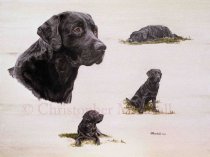 DLR6 - Labrador Retriever