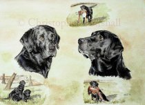 DLR7 - Labrador Retriever