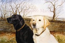DLR8 - Labrador Retriever