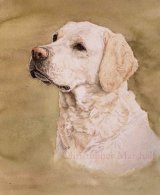 DLR9 - Labrador Retriever