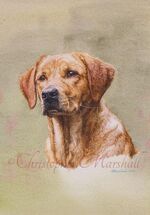 DLR14 - Labrador Retriever