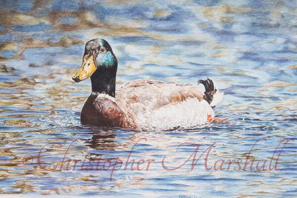 DMD - Mallard Drake