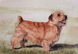 DNT - Norfolk Terrier