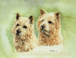 DNT - Norwich Terriers