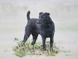 DPT1 - Patterdale Terrier