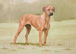 DRR - Rhodesian Ridgeback