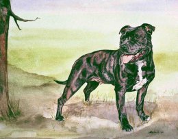 DSB1 - Staffordshire Bull Terrier