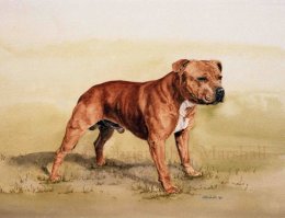 DSB2 - Staffordshire Bull Terrier