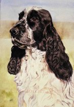 DSC1 - Cocker Spaniel