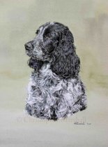 DSC2 - Cocker Spaniel