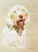 DSI1 - Italian Spinone