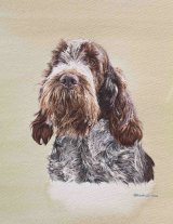 DSI2 - Italian Spinone