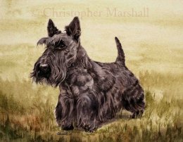 DST1 - Scottish Terrier