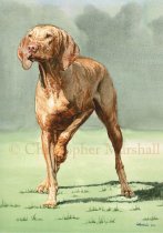DVI - Hungarian Vizsla