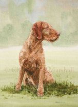 DVW - Hungarian Wire-haired Vizsla