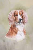 DWC10 - Working Cocker Spaniel