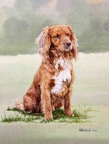 DWC1 - Working Cocker Spaniel
