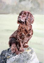 DWC2 - Working Cocker Spaniel