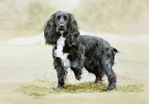 DWC3 - Working Cocker Spaniel