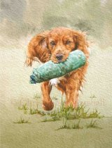 DWC4 - Working Cocker Spaniel