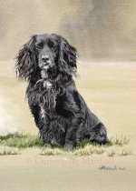 DWC6 - Working Cocker Spaniel
