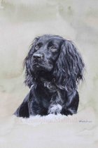 DWC7 - Working Cocker Spaniel