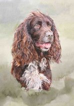 DWC8 - Working Cocker Spaniel