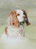 DWC9 - Working Cocker Spaniel