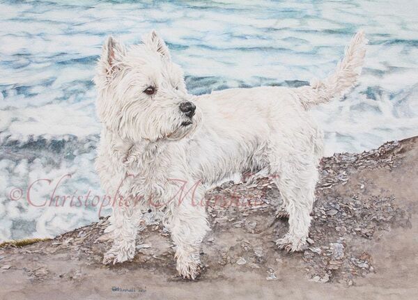 DWH1 - West Highland White Terrier