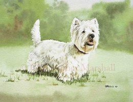 DWH - West Highland White Terrier