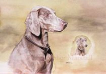 DWR1 - Weimaraner