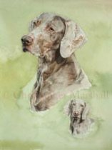 DWR2 - Weimaraner