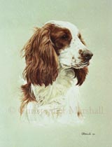 DWS1 - Welsh Springer Spaniel