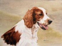 DWS2 - Welsh Springer Spaniel