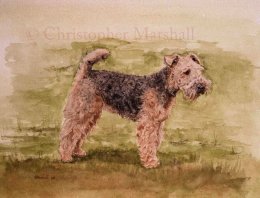 DWT - Welsh Terrier