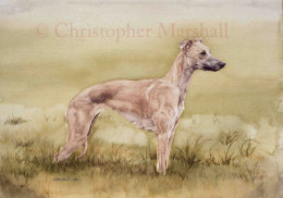 DWT - Whippet