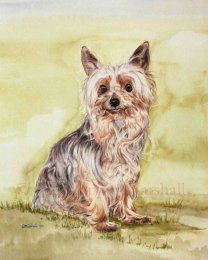 DYT - Yorkshire Terrier