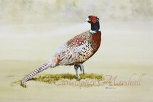 PP - Pheasant