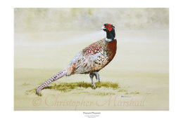 Pleasant Pheasant