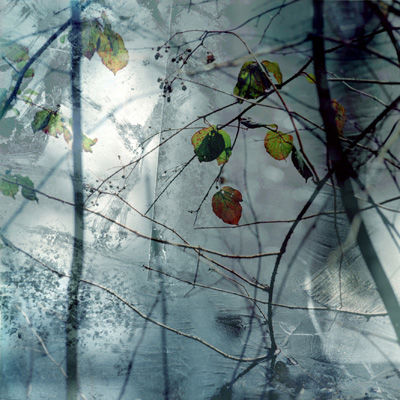 Leaves with Ice