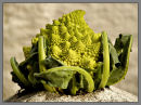 Cauliflower "Romanesco"