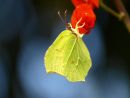 brimstone butterfly