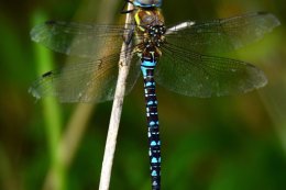 MIGRANT HAWKER