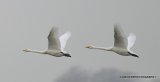 SWANS OVER MARTINMERE