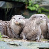 EUROPEAN SHORT CLAWED OTTERS