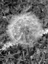 dandelion seed head