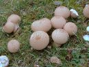 membranous puffball