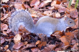 GREY SQUIRILL